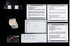 Foto (Objekt + Etikett) von Goniodromites sp.  (NHMW-GEO-2014-0194-0158b)